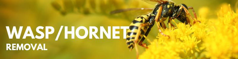 Icon Pest Wasp and Hornet Removal Service