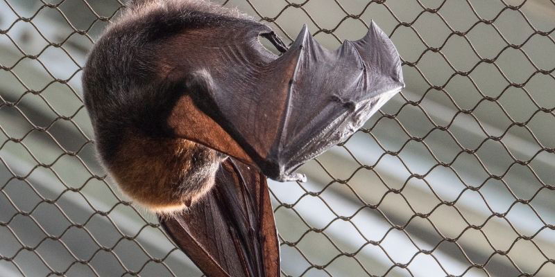 Bat Prevention and Exclusion Package