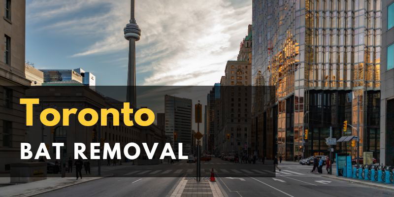 Icon Pest - Bat Removal Toronto