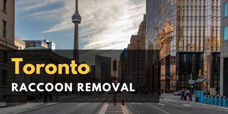 Icon Pest - raccoon Removal Toronto