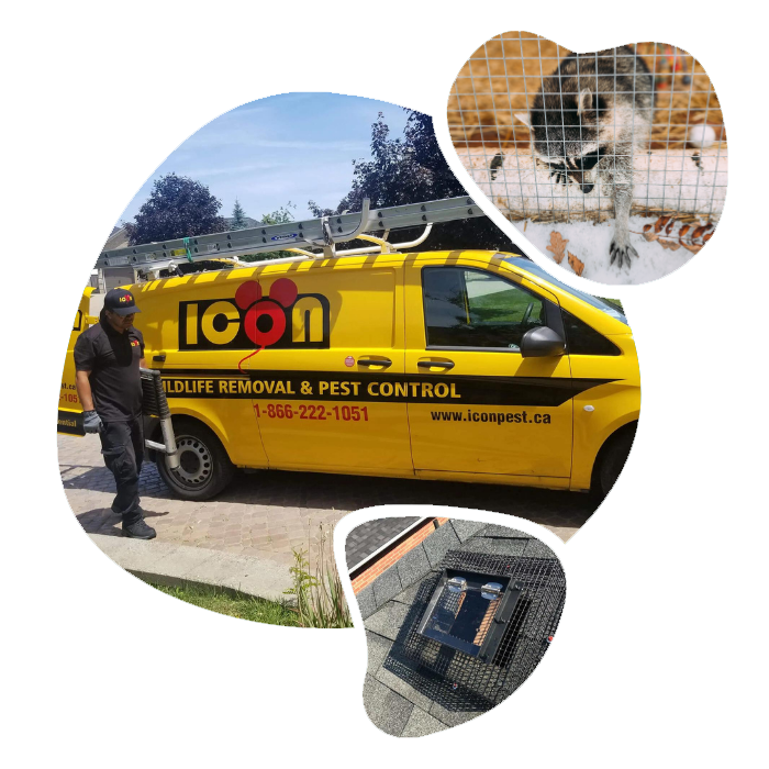 Icon Pest - Prevention and Exclusion Package