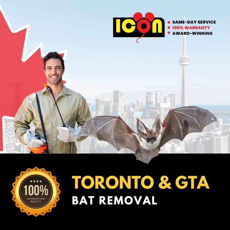 Bat Removal in same-day and affordable cost in Toronto & GTA