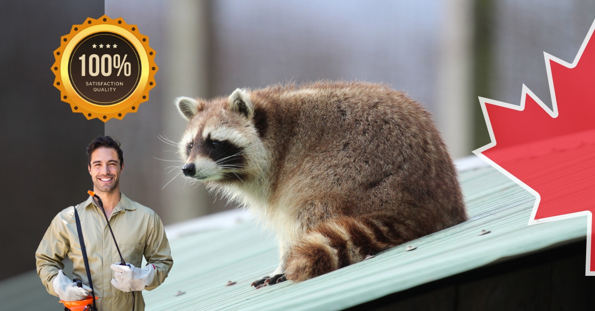 Best Toronto Raccoon Removal Near You | Affordable & Effective