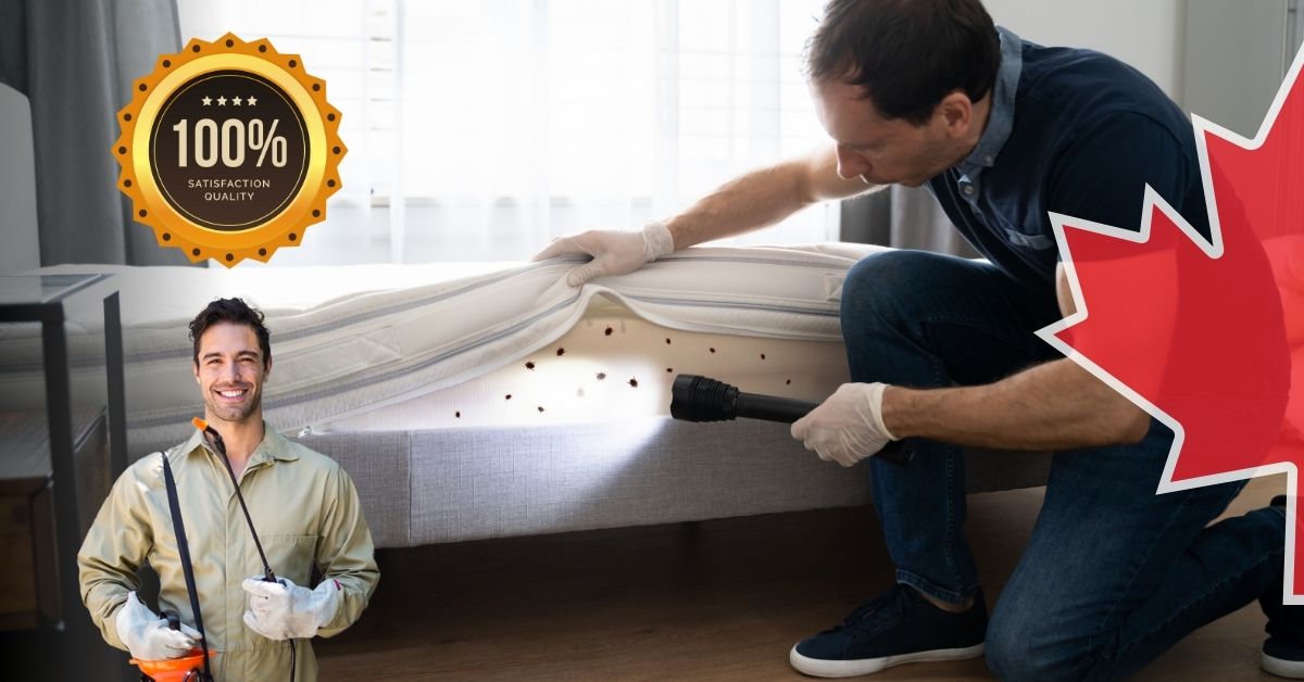 Effective Bed Bug Treatment In Toronto A Comprehensive Guide Icon Pest