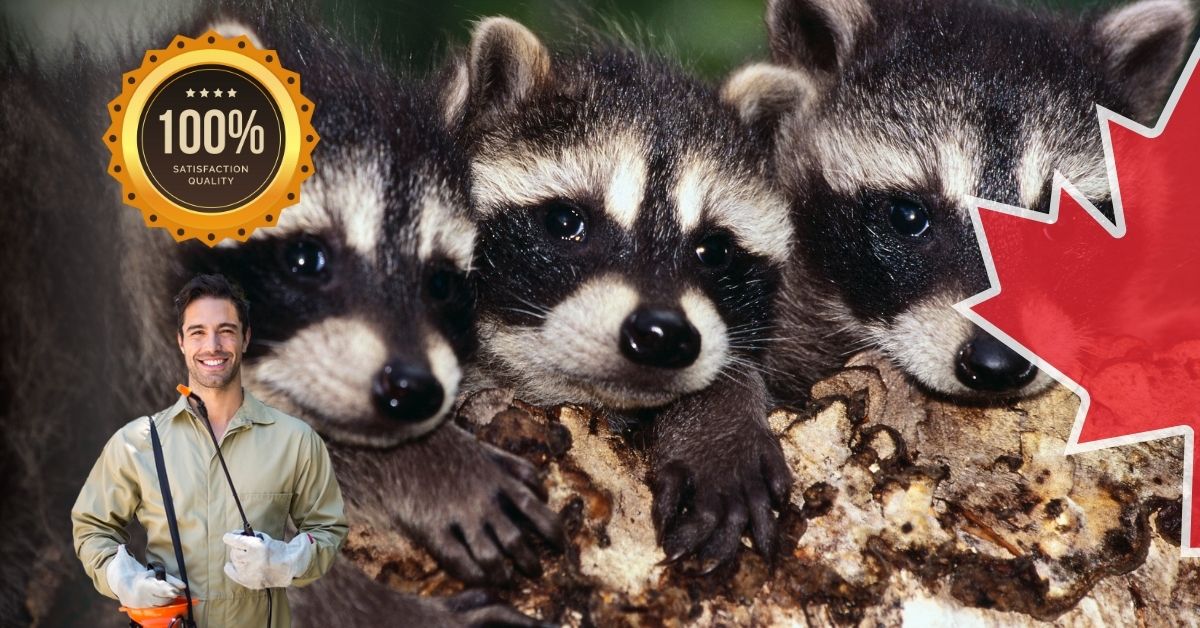 Effective Raccoon Control Strategies for Your Home | Icon Pest