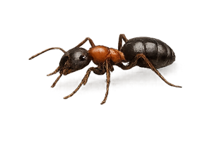 Carpenter Ants