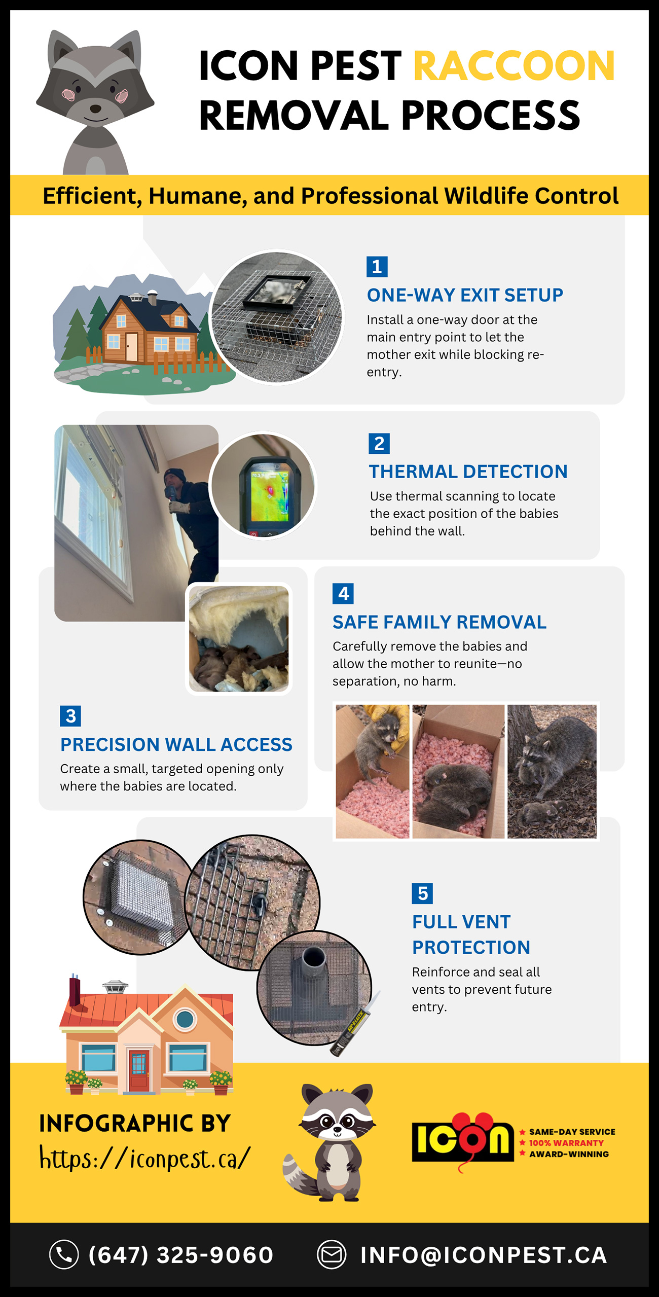 Icon Pest - Remove Raccoons from the Wall Infographic