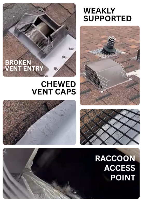 Icon Pest - how the raccoon entered the wall