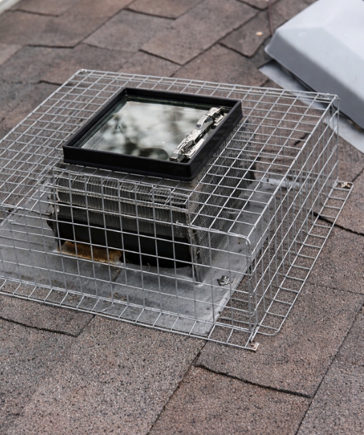 Raccoon Removal One Way Door