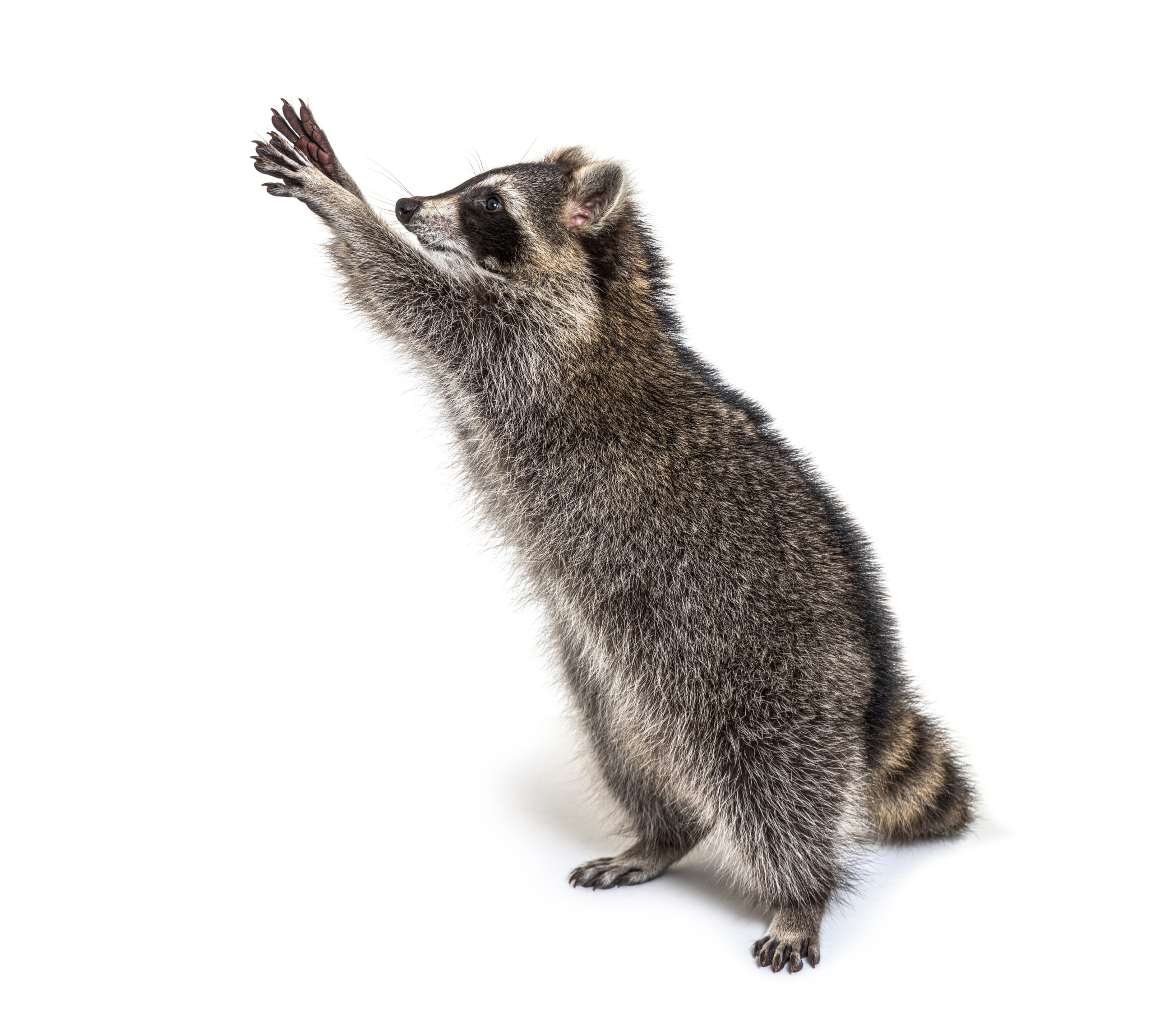 best Raccoon Removal Toronto GTA