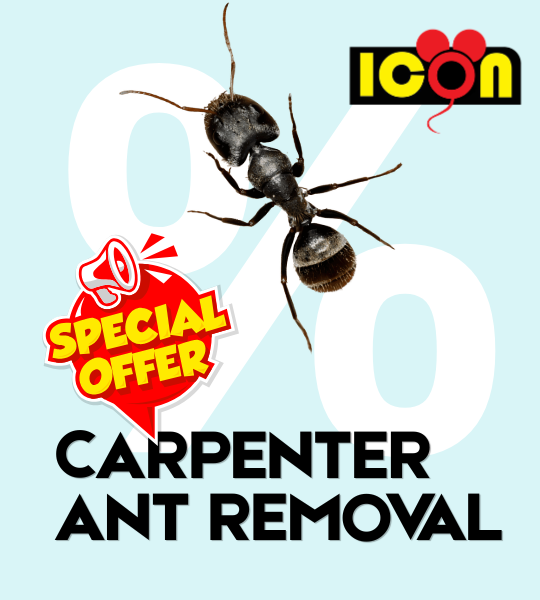 Carpenter ant removal promotion