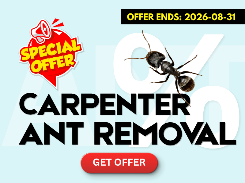 Carpenter Ant Removal Promotions
