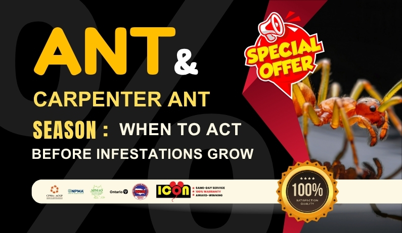 Ant & Carpenter Ant Season Promotion