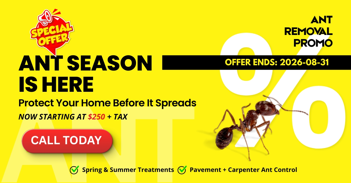 Ant Removal Promotion