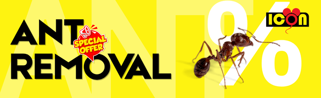 ant removal promotion