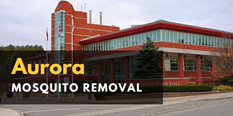 Icon Pest - Raccoon Removal Scarborough