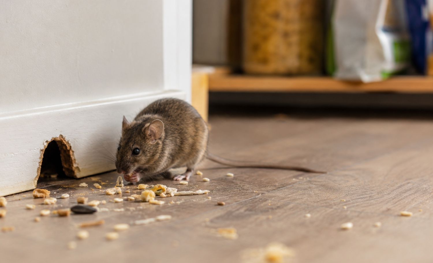 Mouse inside a house near a wall opening with food crumbs, showing signs of rodent activity indoors.