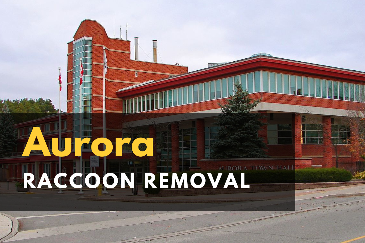 Icon Pest - raccoon Removal Toronto