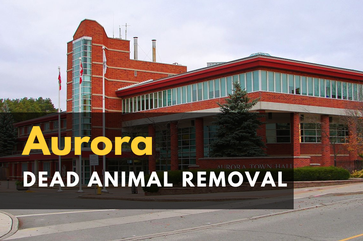 Dead Animal Removal in Aurora