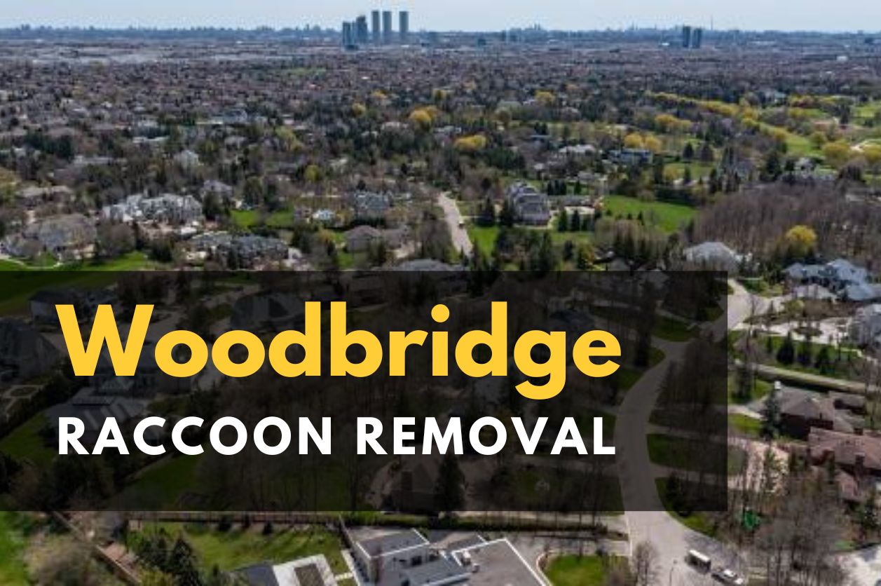 Icon Pest - raccoon Removal Toronto