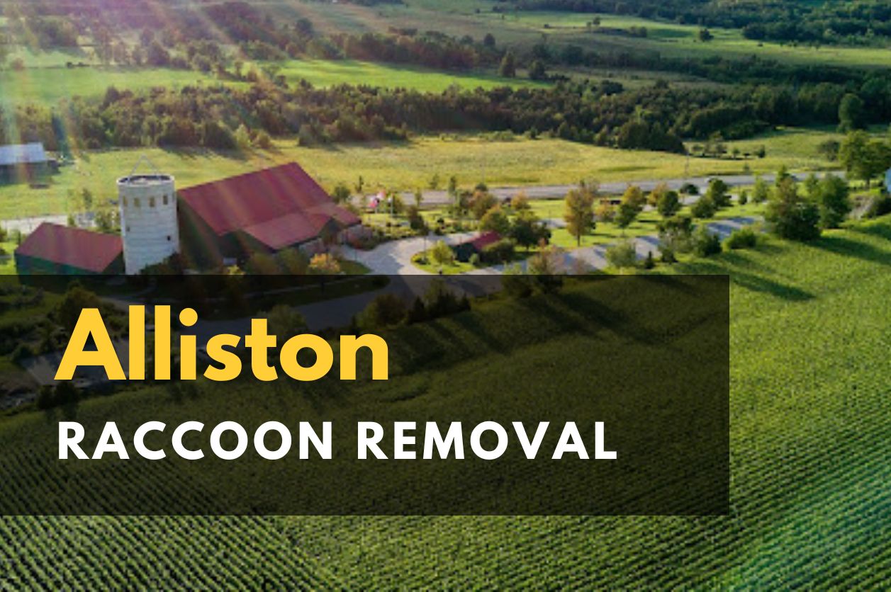 Icon Pest - raccoon Removal Toronto