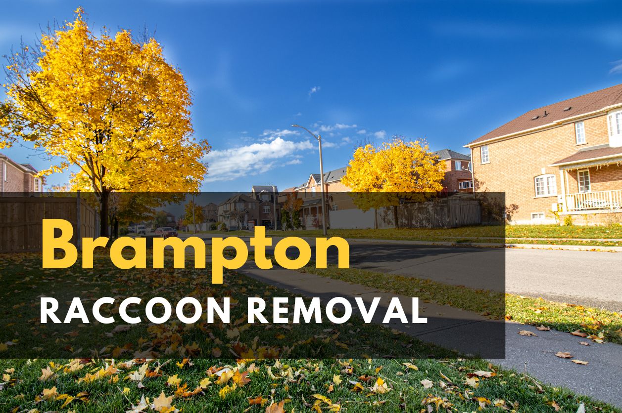 Icon Pest - raccoon Removal Toronto