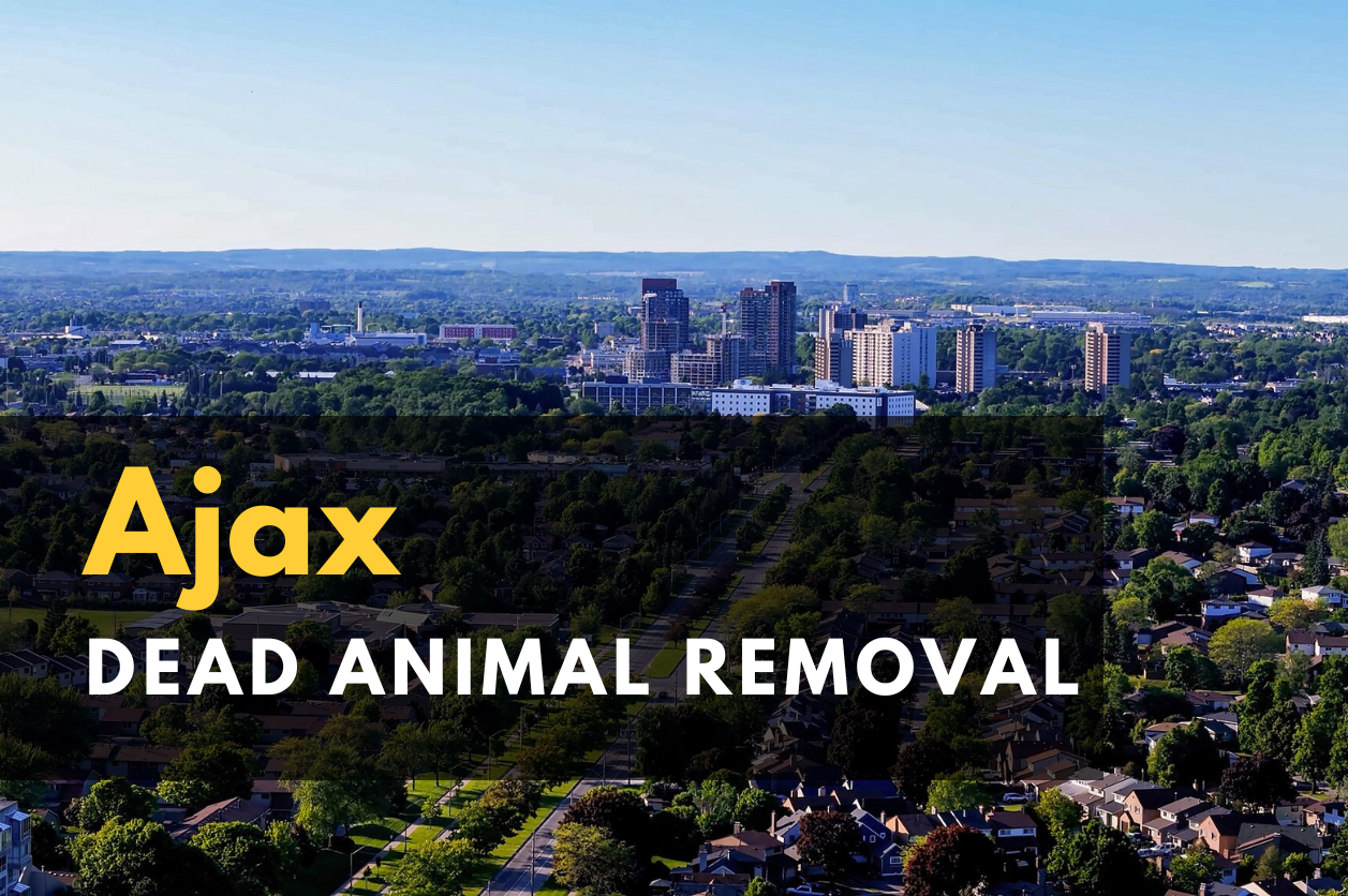 Dead Animal Removal in Ajax
