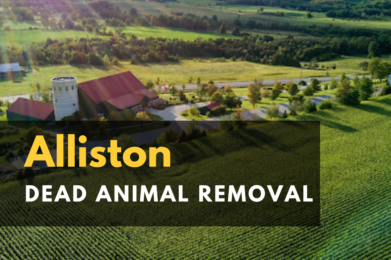 Dead Animal Removal in Alliston