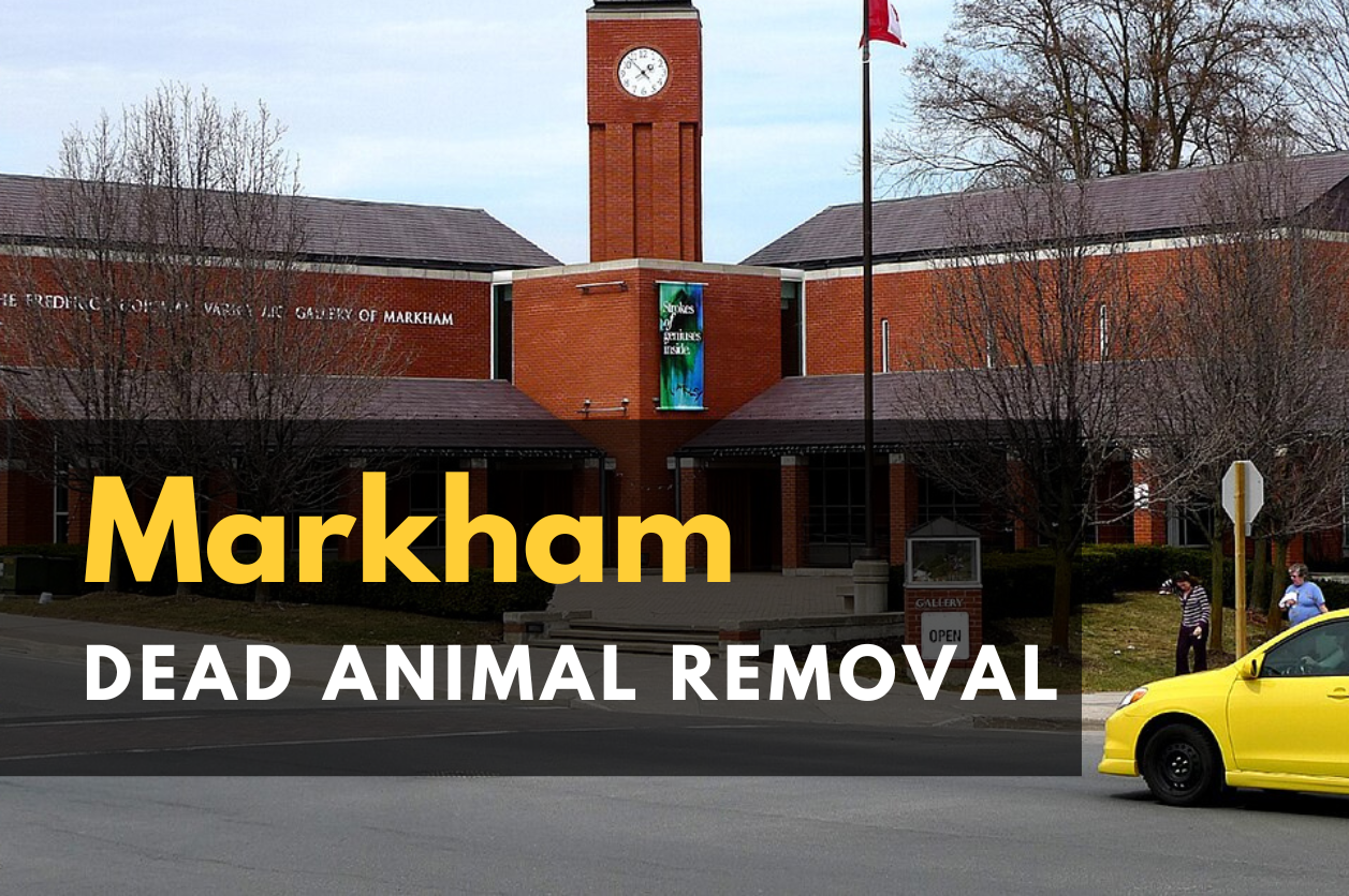 Dead-Animal-Removal-in-Markham