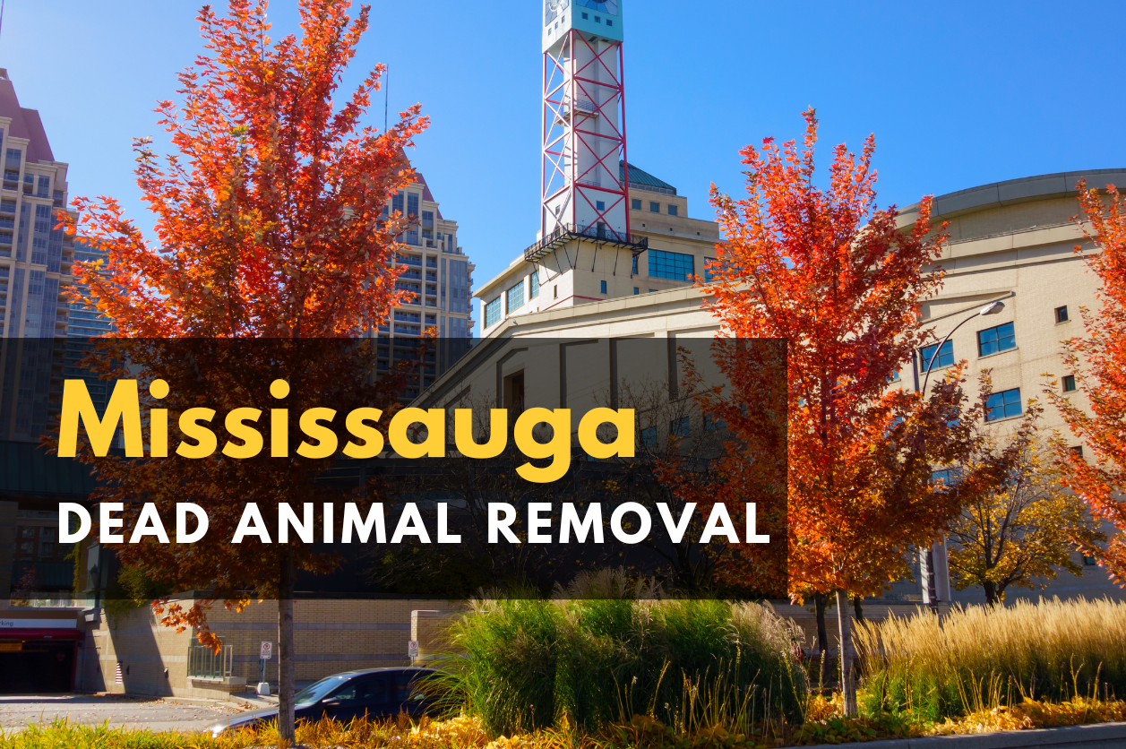 Dead Animal removal