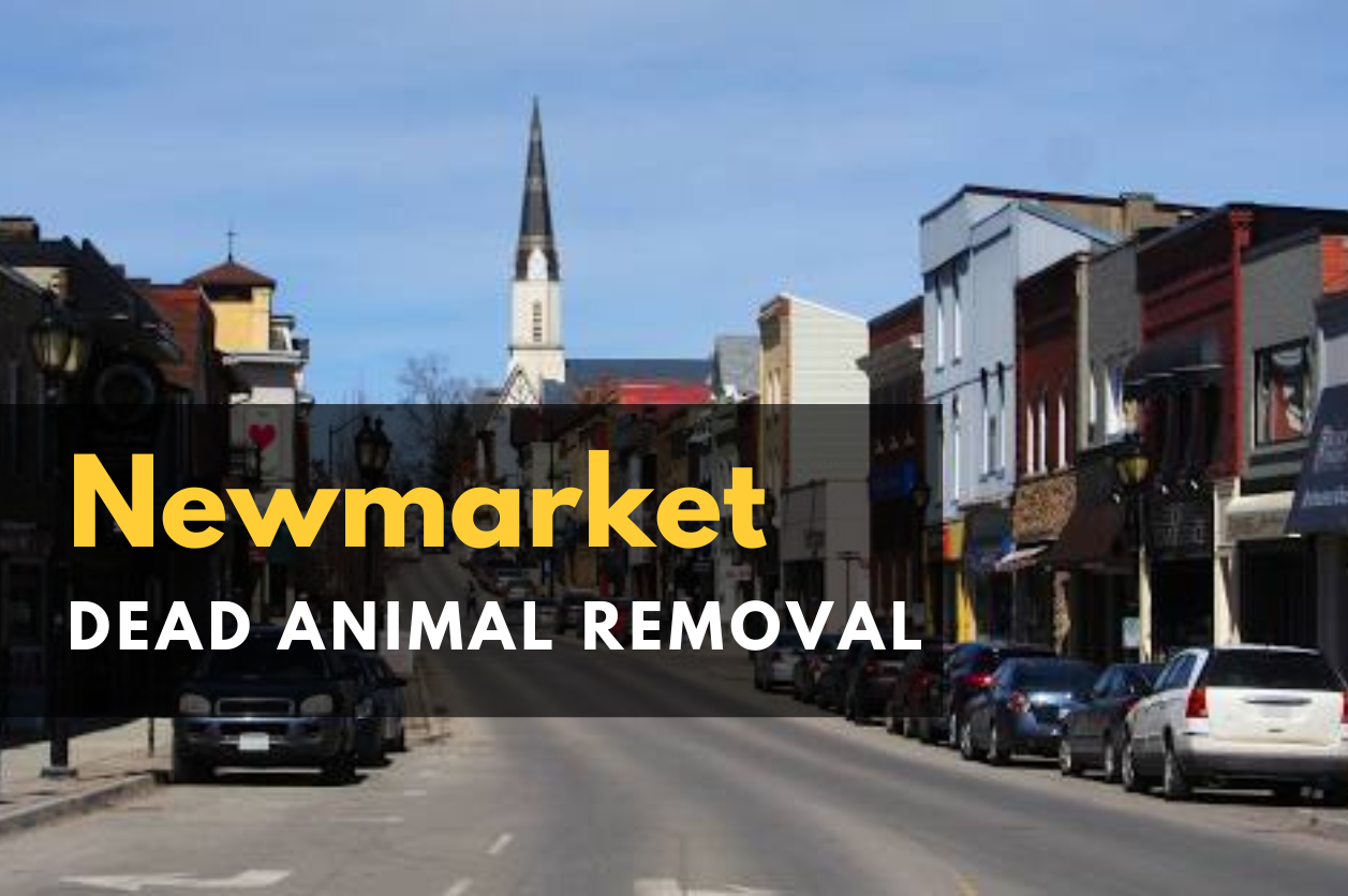 Dead Animal Removal in New Market