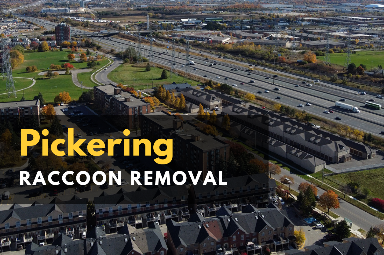 Icon Pest - raccoon Removal Toronto