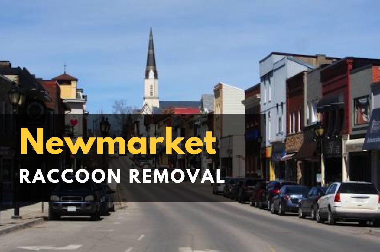 Icon Pest - raccoon Removal Toronto