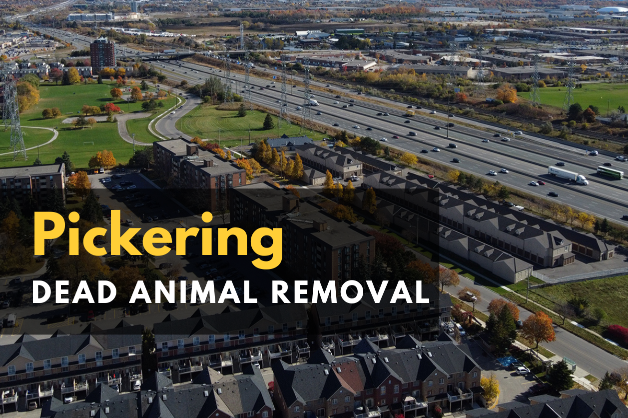 Pickering Dead Animal removal