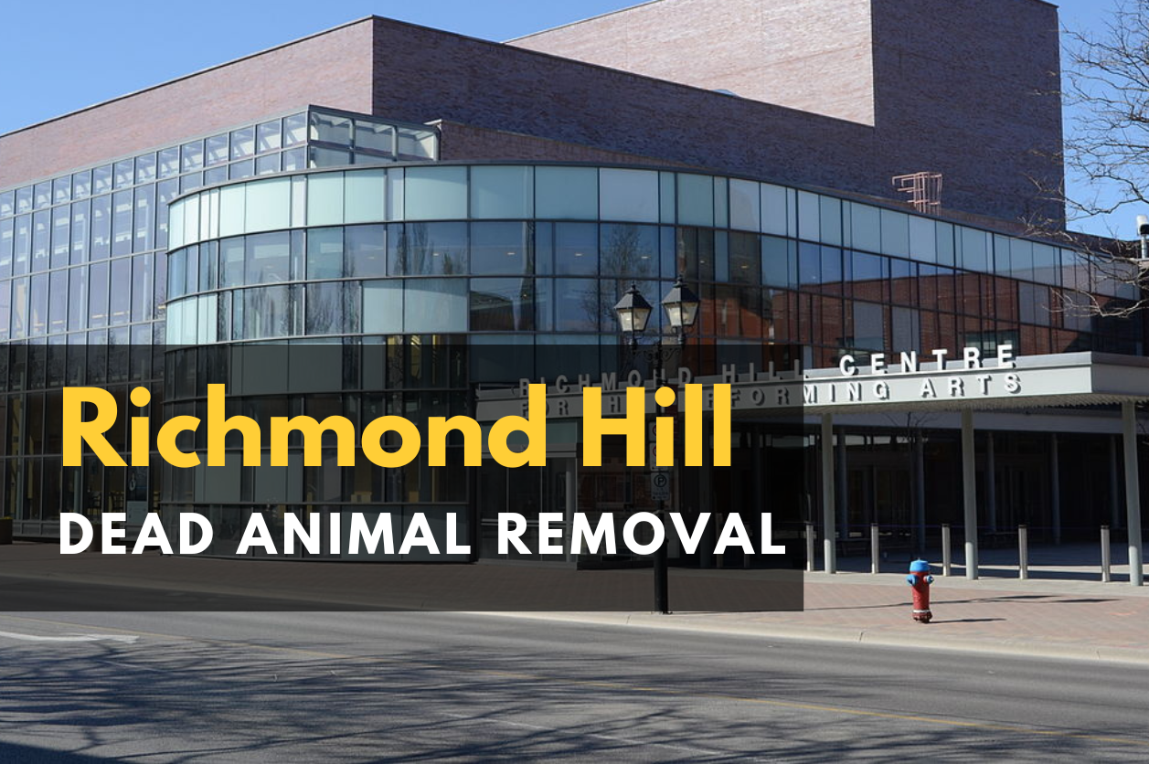 Richmond Hill Dead Animal Removal Service