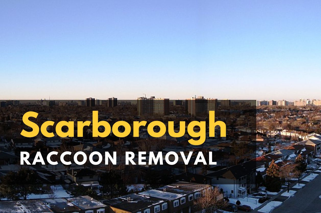 Icon Pest - raccoon Removal Toronto
