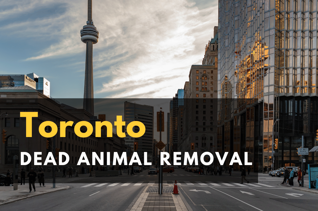 Hire Professional for Dead Animal Removal