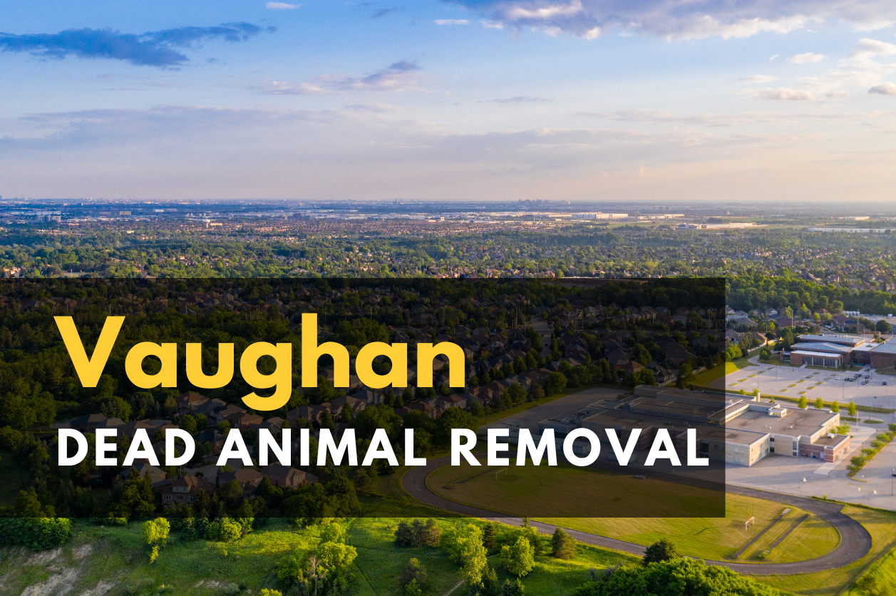 Dead Animal Removal in Vaughan