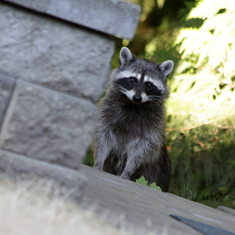 Racoon Removal: Utilize Repellent