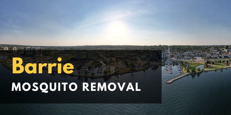 Innisfil Mosquito Removal