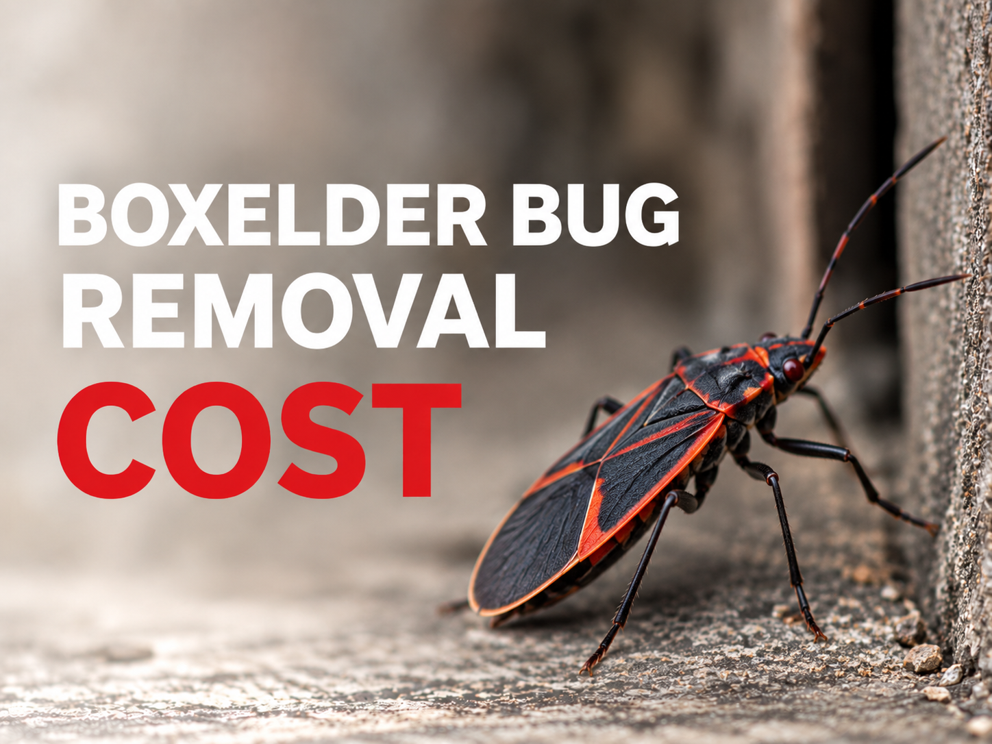 Boxelder Bugs removal cost
