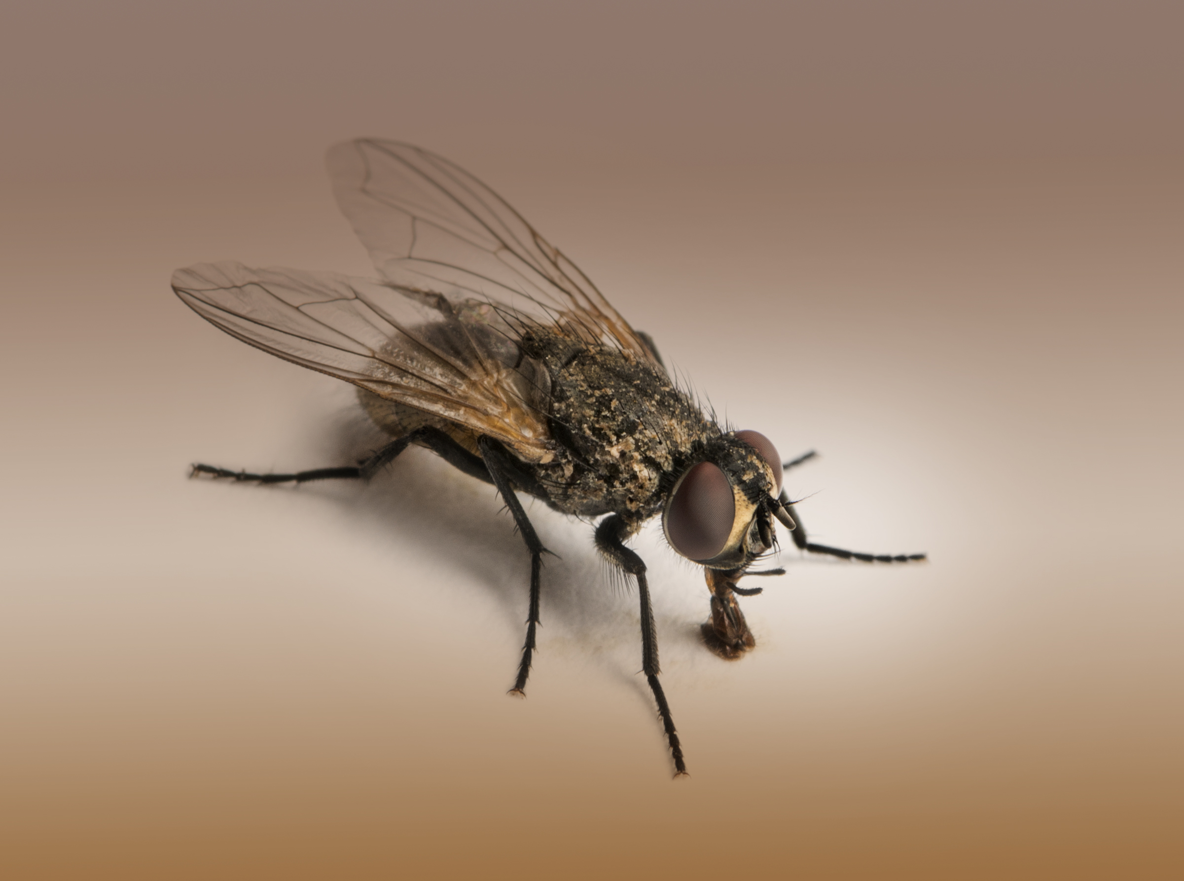 Cluster Fly 