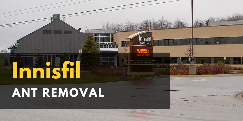 Icon Pest - Raccoon Removal Etobicoke