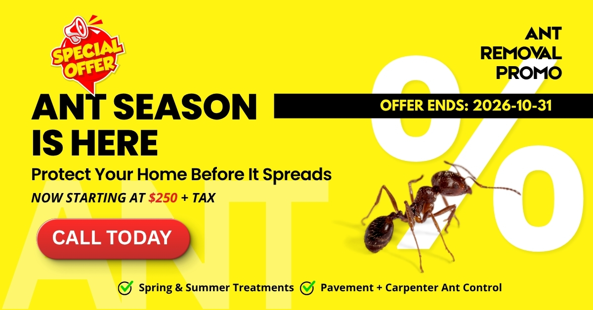 Ant Removal Promotions