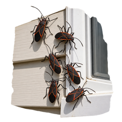 Boxelder bugs gathering on exterior siding and window trim