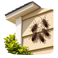 Boxelder bugs gathering on exterior house siding and walls