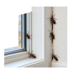 Boxelder bugs inside a home around a window frame and wall gap