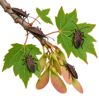 Boxelder bugs on maple leaves and seed pods