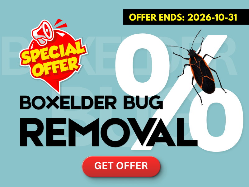Boxelder Bug Removal