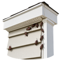 Boxelder bugs clustered around house siding, trim and soffit areas